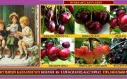 Κεράσια και υγεία- Ποικιλίες κερασιάς-Γράφει η Μάρθα Στ. Καπλάνογλου, Γεωπόνος