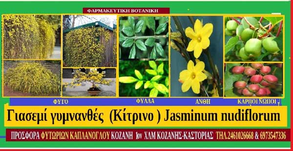Γιασεμί γυμνανθές — Jasminum nudiflorum (Σταύρος Π. Καπλάνογλου & Μάρθα Στ. Καπλάνογλου)