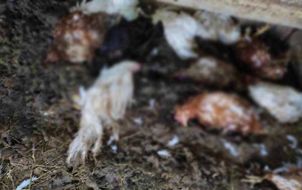 Αρκούδα προκάλεσε μεγάλη ζημιά σε πτηνοτροφική μονάδα στην Κλεισούρα – Σκότωσε 140 κοτόπουλα