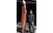 Γουλιανός 100 κιλών αλιεύτηκε στη λίμνη Πολυφύτου