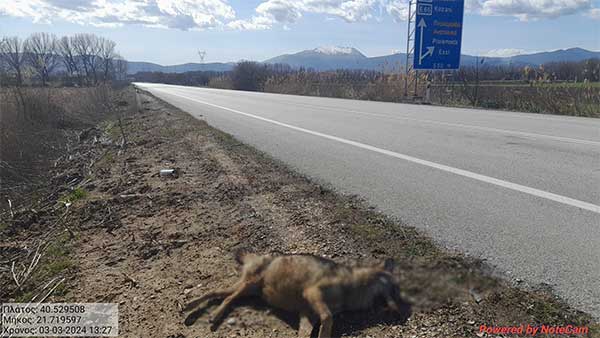 Νεκρός θηλυκός λύκος στον κάθετο άξονα Πτολεμαΐδας-Φλώρινας στο ύψος της ανατολικής εξόδου προς Πτολεμαΐδα