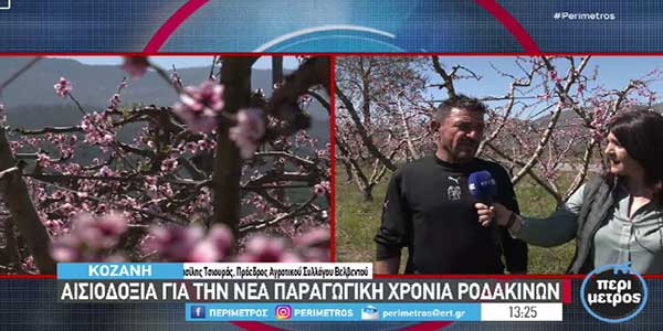 Βελβεντό: Ικανοποιητική παραγωγή αναμένουν φέτος οι ροδακινοπαραγωγοί