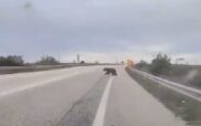 Αρκούδα στο Άργος Ορεστικό (video)