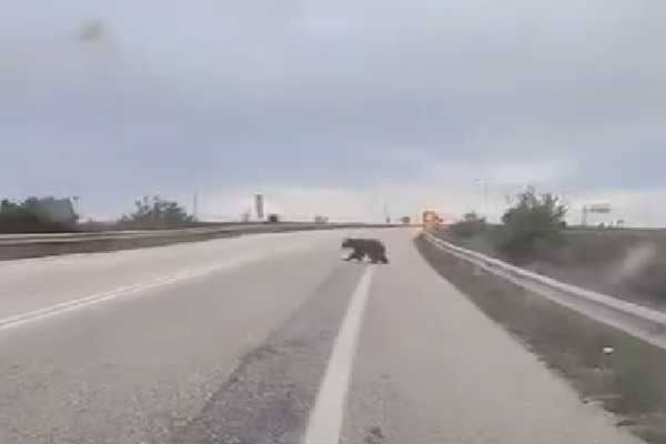Αρκούδα στο Άργος Ορεστικό (video)