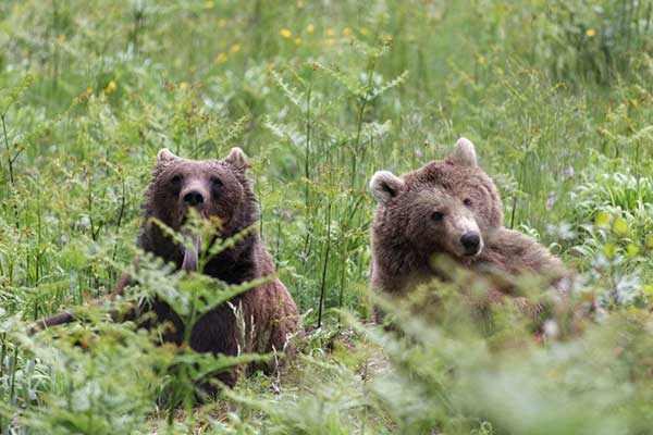 Τι θα λέγατε για μία επίσκεψη στο Διεθνές Περιβαλλοντικό Κέντρο  Αρκτούρου το Πάσχα; Ο Μπρούνο και η Τζόρτζια σας περιμένουν
