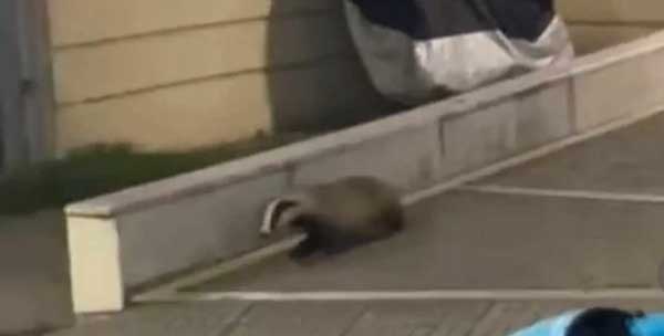 Ασβός κάνει βόλτα στο κέντρο της Κοζάνης (video)