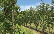 Μειωμένη παραγωγή μήλων ακόμα και πάνω από 45% σε Φλώρινα – Κοζάνη – Ημαθία και Πέλλα