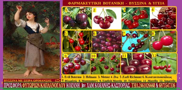 Βύσσινα και υγεία-Ποικιλίες καλλιεργούμενες στην Ελλάδα