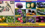 Δαμάσκηνα και υγεία-Ποικιλίες (Επιστ. ονομασία Prunus domestica)-Γράφει η Μάρθα Στ. Καπλάνογλου