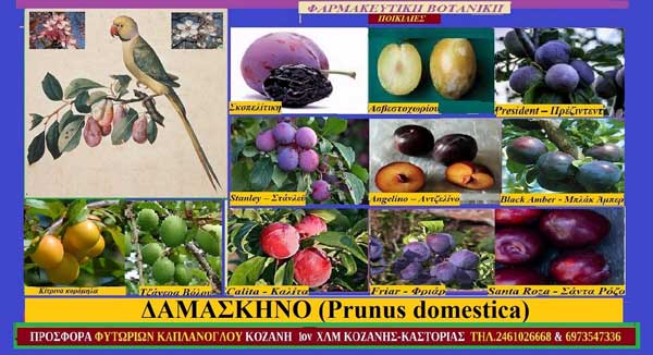 Δαμάσκηνα και υγεία-Ποικιλίες (Επιστ. ονομασία Prunus domestica)-Γράφει η Μάρθα Στ. Καπλάνογλου