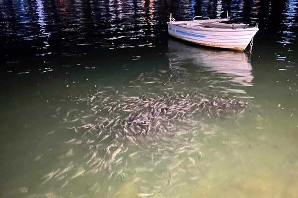 Καστοριά: Χαμός από ψάρια στη νότια παραλία (φωτογραφία)