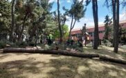 Κοπή δέντρων στο πάρκο Αγίου Δημητρίου