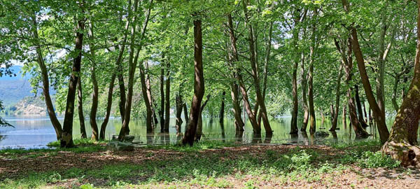 Δράσεις με αφορμή την 21η Μαρτίου Παγκόσμια Ημέρα Δασών