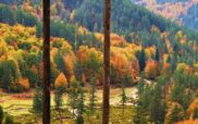 Κοζάνη: Το πρώτο ελληνικό «Πρότυπο Δάσος» ιδρύθηκε στη Δυτική Μακεδονία