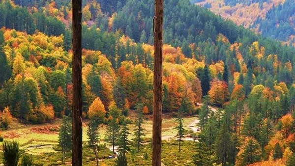 Κοζάνη: Το πρώτο ελληνικό «Πρότυπο Δάσος» ιδρύθηκε στη Δυτική Μακεδονία