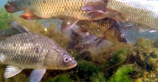 Νέα κατάδυση στη λίμνη της Καστοριάς – Στο πιο βαθύ σημείο της γυρολιμνιάς, με εκατοντάδες ψάρια