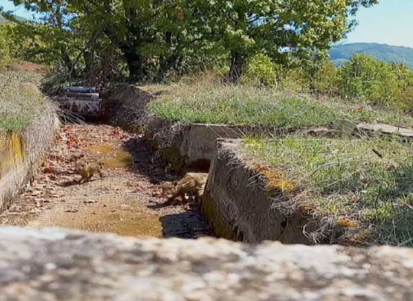 Θηροφύλακες έσωσαν πενήντα μικρά αγριογούρουνα στις Πρέσπες