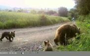 Κάμερα κατέγραψε αρκούδα με 3 αρκουδάκια στην Κοινότητα Δροσερού