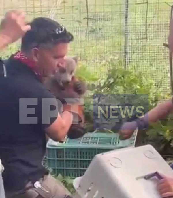 Πτολεμαΐδα: Αρκουδάκι έκανε βόλτες σε αυλή σπιτιού (βίντεο)