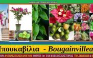Μπ(β)ουκαμβίλια-Bougainvillea, καλλιέργεια και ιατροφαρμακευτικές ιδιότητες-Γράφουν οι Σταύρος & Μάρθα Καπλάνογλου
