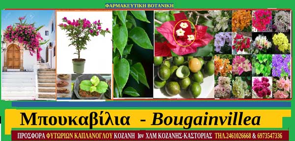 Μπ(β)ουκαμβίλια-Bougainvillea, καλλιέργεια και ιατροφαρμακευτικές ιδιότητες-Γράφουν οι Σταύρος & Μάρθα Καπλάνογλου