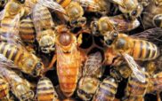 Η ξεχωριστή μέλισσα Καστοριάς ανοίγει τον δρόμο για την αναγνώριση του μελιού της περιοχής ως ΠΓΕ