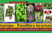 Πασιφλόρα – Passiflora incarnata- Γράφουν Σταύρος Π. Καπλάνογλου & Μάρθα Στ. Καπλάνογλου