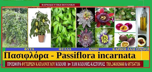 Πασιφλόρα – Passiflora incarnata- Γράφουν Σταύρος Π. Καπλάνογλου & Μάρθα Στ. Καπλάνογλου