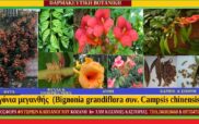 Κάμψις-Βιγόνια η μεγανθής (Bignonia grandiflora συν. Campsis chinensis)-Καλλιέργεια-ιατροφαρμακευτικές ιδιότητες