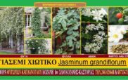 Γιασεμί χιώτικο (Jasminum grandiflorum) Γράφουν οι Σταύρος & Μάρθα Καπλάνογλου Γεωπόνοι