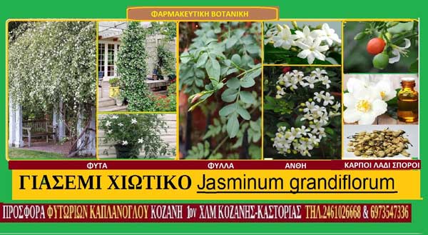 Γιασεμί χιώτικο (Jasminum grandiflorum) Γράφουν οι Σταύρος & Μάρθα Καπλάνογλου Γεωπόνοι