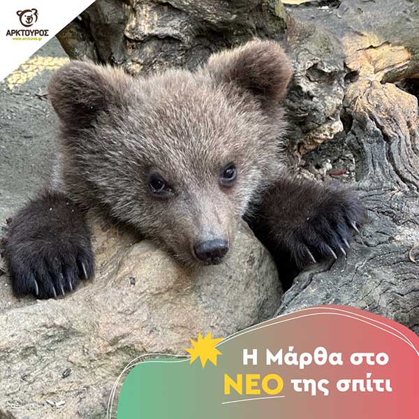 Η Μάρθα προσαρμόστηκε στον Αρκτούρο και τρώει με όρεξη