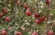 Καστοριά: Κινητοποίηση μηλοπαραγωγών