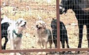 Οινόη Κοζάνης: Ελληνικοί μολοσσοί, η αλωπεκίς και ο γρύφος – Σπάνιες αρχαίες ελληνικές φυλές σκύλων