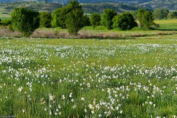 Η εποχή των νάρκισσων στα περίφημα λιβάδια του Λιβαδερού!