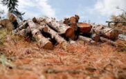 Αναγκαστικός Συνεταιρισμός Διαχείρισης Αδιαίρετου Δάσους Τριάδας Βοΐου: Δημοπρασία για υλοτόμηση αγροτεμαχίου 1β