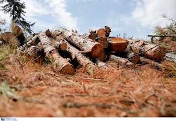 Αναγκαστικός Συνεταιρισμός Διαχείρισης Αδιαίρετου Δάσους Τριάδας Βοΐου: Δημοπρασία για υλοτόμηση αγροτεμαχίου 1β