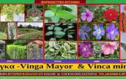 Βίγκα -Vinga Mayor & Vinca minor (Αγριολίζα) Καλλιέργεια – Ιατροφαρμακευτικές ιδιότητες –  του  Σταύρος Π. Καπλάνογλου & Μάρθα Στ. Καπλάνογλου Γεωπόνοι