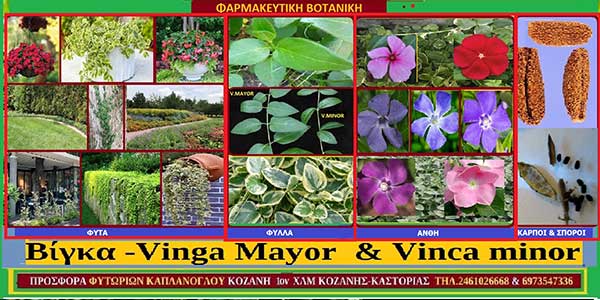 Βίγκα -Vinga Mayor & Vinca minor (Αγριολίζα) Καλλιέργεια – Ιατροφαρμακευτικές ιδιότητες –  του  Σταύρος Π. Καπλάνογλου & Μάρθα Στ. Καπλάνογλου Γεωπόνοι