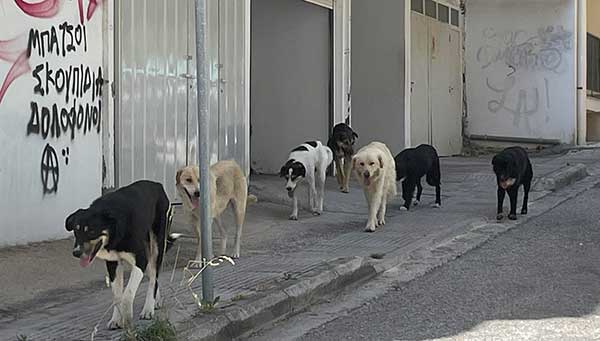 5 εκ. ευρώ για τα αδέσποτα – Πόσα θα πάρει ο κάθε Δήμος της Π.Ε.Κοζάνης
