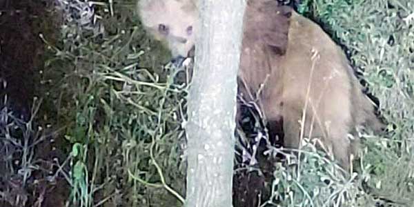 Σιάτιστα: Στην πλατεία μπήκε η αρκούδα