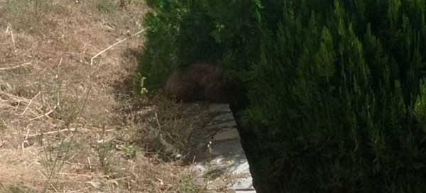 Περιβαλλοντική Οργάνωση Καλλιστώ: Απεγκλωβίστηκε αρκουδάκι 6 μηνών από προαύλιο ξενοδοχείου της Καστοριάς