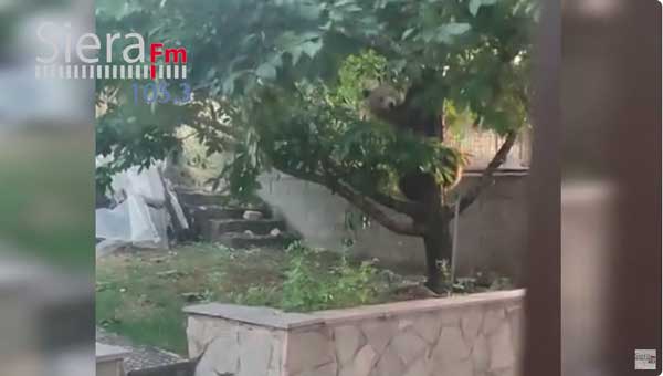 Σιάτιστα: Το αρκουδάκι πάνω στην κερασιά,τρώει, πέφτει και φεύγει (video)