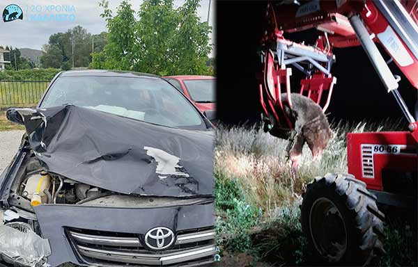 Τροχαίο ατύχημα με νεκρή αρκούδα στην Καστοριά