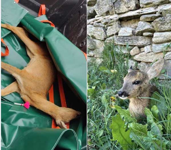 Απεγκλωβισμός ενός ζαρκαδιού από κεντρικό σημείο της πόλης της Φλώρινας