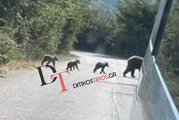 Αρκούδα με τρία αρκουδάκια βγήκε βόλτα στο Μαυροχώρι Καστοριάς – Περίμενε στην άκρη του δρόμου για να περάσει πρώτα το αυτοκίνητο