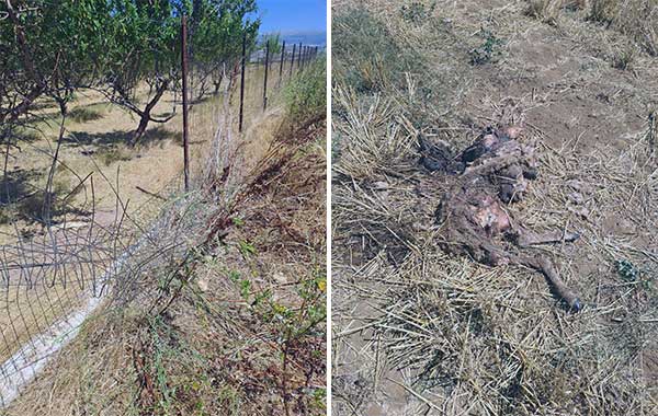 Αρκούδα μπήκε σε κτηνοτροφική μονάδα στον Περδίκκα
