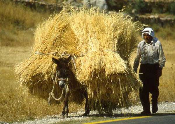 Το στούμπισμα της βρίζας – Γράφει ο Κώστας Φαρμάκης