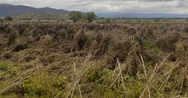 Πρέσπα: Μεγάλες καταστροφές από το χαλάζι στα φασόλια – Κεραυνός χτύπησε κτηνοτροφική μονάδα
