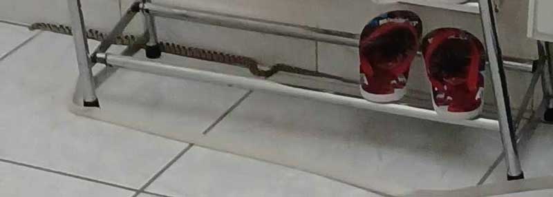 Φίδι σε σπίτι στην Κοζάνη στην περιοχή του Αγίου Δημητρίου